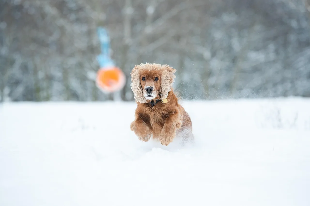 How do I stop my dog from chasing cars?
