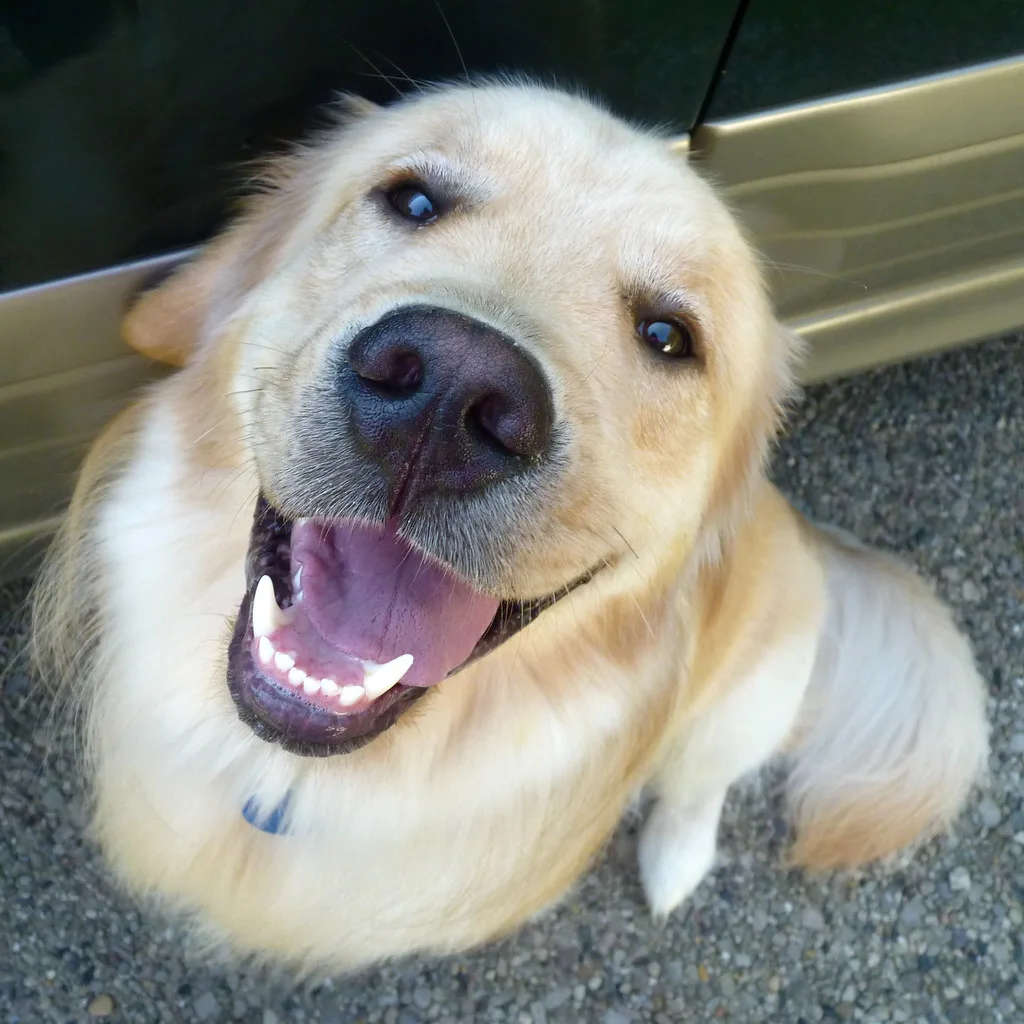 Tissue near a dog's nose in a car showing clear nasal discharge