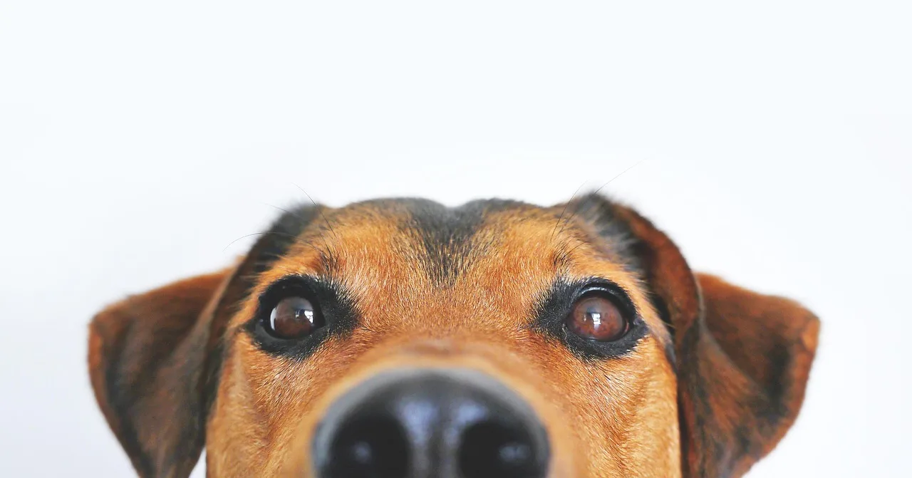 Why does my dog's nose drip in the car?